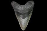 Large, Fossil Megalodon Tooth #92684-2